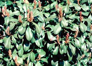 Picture closeup of Fraser Photinia (Photinia x fraseri) leaves with red tips.