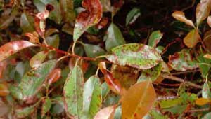 Picture closeup of Fraser Photinia (Photinia x fraseri) leaves with leafspot disease.