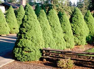 Picture of multiple Dwarf Alberta Spruce (Picea glauca 'Conica') forms showing conical shape.