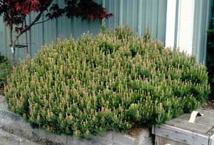 Picture of Mugo Pine (Pinus mugo) shrub form in landscape setting.