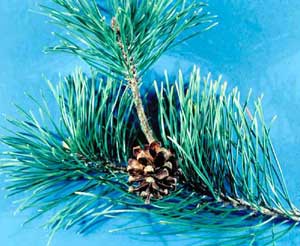 Picture closeup of Mugo Pine (Pinus mugo) needle structure and fruit cone.