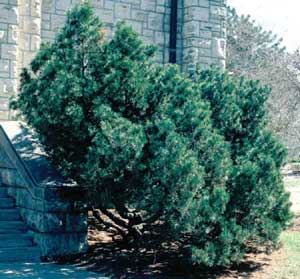 Picture of Mugo Pine (Pinus mugo) shrub form of older plant.
