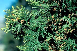 Picture closeup of Oriental Arborvitae (Platycladus orientalis [f. Thuja orientalis] ) leaf structure and tiny brown flowers.