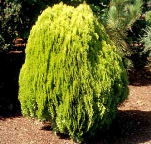 Picture of Oriental Arborvitae (Platycladus orientalis [f. Thuja orientalis] ) shrub form in yellowish-green color.