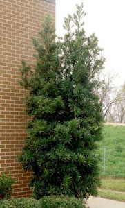 Picture of Chinese Prodocarpus (Prodocarpus macrophyllus) shrub form.