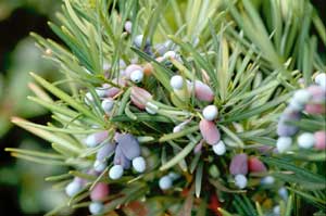 Picture closeup of Chinese Prodocarpus (Prodocarpus macrophyllus) leaves and purple and white fruit.