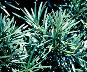 Picture closeup of Chinese Prodocarpus (Prodocarpus macrophyllus) leaf structures.