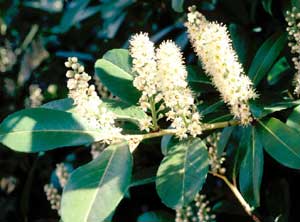 Picture closeup of Carolina Cherrylaurel Prunus caroliniana) white flower stems and leaves.