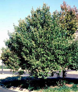 Picture of Carolina Cherrylaurel Prunus caroliniana) shrub form.