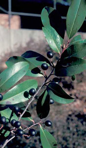Picture closeup of Carolina Cherrylaurel Prunus caroliniana) leaf structure and black berry-like fruit.