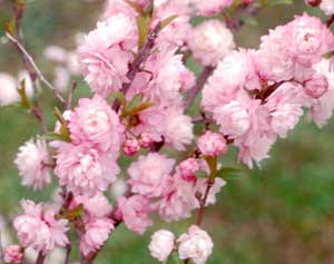 Picture of Dwarf Flowering Almond (Prunus glandulosa) pink flowers.