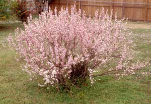 Picture of Dwarf Flowering Almond (Prunus glandulosa) shrub form in spring bloom with pink flowers.