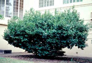 Picture of Common Cherrylaurel (Prunus laurocerasus) green shrub form.