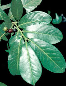 Picture closeup of Common Cherry Laurel (Prunus laurocerasus) leaf structure and reddish-black berry-like fruit.