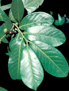 Picture closeup of Common Cherry Laurel (Prunus laurocerasus) leaf structure and reddish-black berry-like fruit. Picture closeup of Common Cherry Laurel (Prunus laurocerasus) leaf structure and reddish-black berry-like fruit.