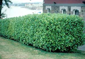 Picture of Common Cherry Laurel (Prunus laurocerasus) in hedge row form. Picture of Common Cherry Laurel (Prunus laurocerasus) in hedge row form.