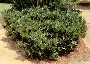 Picture of Common Cherry Laurel (Prunus laurocerasus) 'Otto Luyken' form of smaller size. Picture of Common Cherry Laurel (Prunus laurocerasus) 'Otto Luyken' form of smaller size.