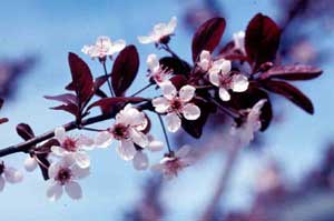 Picture closeup of Purpleleaf Sand Cherry (Prunus x cistena) pink flowers with emergin purple leaves.