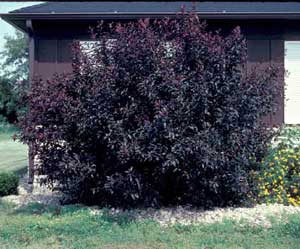 Picture of Purpleleaf Sand Cherry (Prunus x cistena) shrub form showing purple foliage.