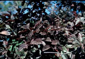 Picture closeup of Purpleleaf Sand Cherry (Prunus x cistena) purple leaves.