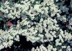 Picture closeup of Pyracantha (Prunus coccinea) with white flower covering.