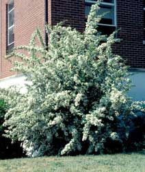 Picture of Pyracantha (Prunus coccinea) shrub form with flowers in a landscape setting.