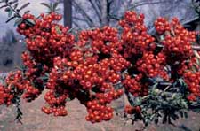 Picture closeup of Pyracantha (Prunus coccinea) bright red berry fruit cluster.