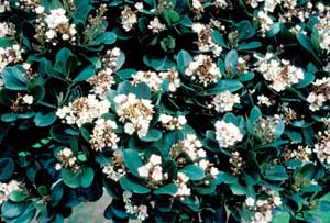 Picture closeup of Indian Hawthorn (Rhapiolepis umbellata) white flowers and leaves.