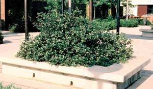 Picture of Indian Hawthorn (Rhapiolepis umbellata) shrub form in landscape planter.