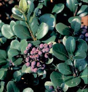 Picture closeup of Indian Hawthorn (Rhapiolepis umbellata) dark purple fruit cluster.