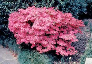 Picture of Azalea (Rhododendron sp.) shrub form covered in pink flowers.