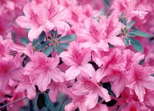 Picture closeup of Azalea (Rhododendron sp.) pink flowers.