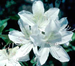 Picture closeup of Azalea (Rhododendron sp.) white flowers showing flower structure.