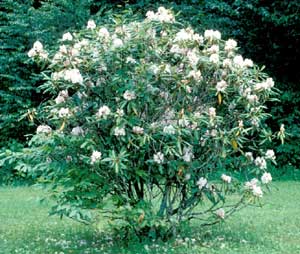 Picture of Rhododendron (Rhododendron sp.) shrub form with white flowers.