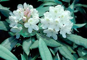Picture closeup of Rhododendron (Rhododendron sp.) white flowers and leaves showing structures.
