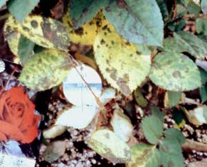 Picture closeup of Hybrid Tea Rose (Rosa sp.) leaves with dark brown and black spots.