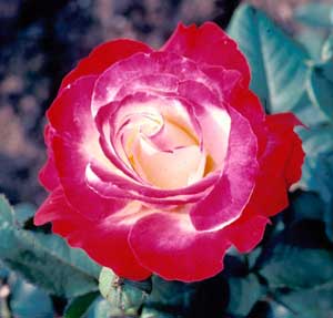 Picture closeup of Hybrid Tea Rose (Rosa sp.) red flower with white center. Flower example.