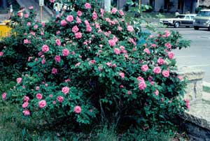 Picture of Rugosa Rose (Rosa rugosa) shrub form with pink flowers.
