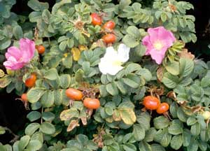 Picture closeup of Rugosa Rose (Rosa rugosa) pink and white flowers, red fruit, and leaves.
