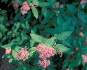 Picture closup of Bumald Spirea (Spiraea x bumalda) pink flower clusters and leaves.