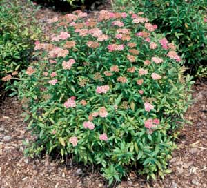 Picture of Bumald Spirea (Spiraea x bumalda) form with pink flowers.