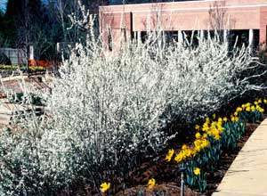 Picture of Bridalwreath Spirea (Spiraea prunifolia) shrub form in landscaped row, in bloom with early spring white flowers. Picture of Bridalwreath Spirea (Spiraea prunifolia) shrub form in landscaped row, in bloom with early spring white flowers.