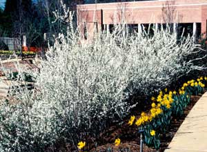 Picture of Bridalwreath Spirea (Spiraea prunifolia) shrub form in landscaped row, in bloom with early spring white flowers.