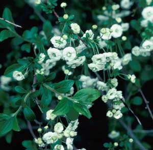 Picture closeup of Bridalwreath Spirea (Spiraea prunifolia) white flowers and leaves. Picture closeup of Bridalwreath Spirea (Spiraea prunifolia) white flowers and leaves.