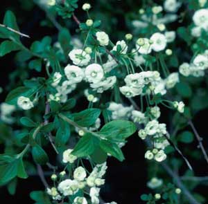 Picture closeup of Bridalwreath Spirea (Spiraea prunifolia) white flowers and leaves.