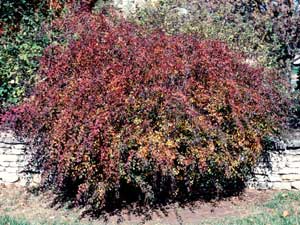 Picture of Vanhoutte Spirea (Spiraea x vanhouttei) shrub form in purple-orange fall color.