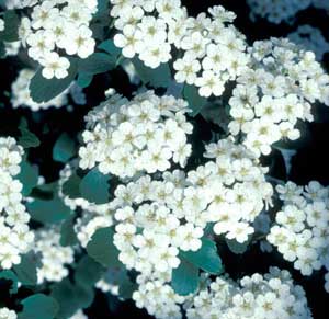 Picture closeup of Vanhoutte Spirea (Spiraea x vanhouttei) white flower clusters.