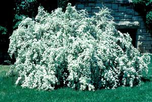 Picture of Vanhoutte Spirea (Spiraea x vanhouttei) shrub form covered in white flowers.