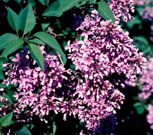 Picture closeup of Common Lilac (Syringa vulgaris) purple flower clusters and leaves.
