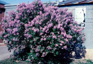 Picture of Common Lilac (Syringa vulgaris) shrub form with purple flowers.